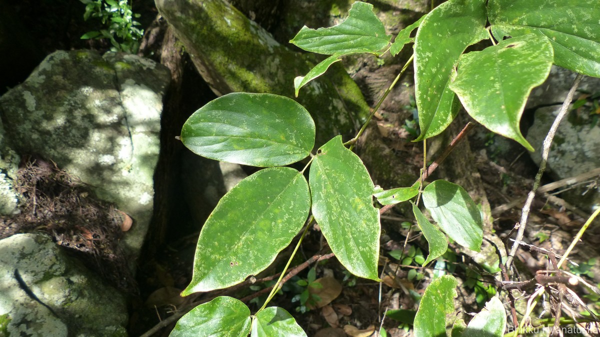 Macroptilium atropurpureum (DC.) Urb.